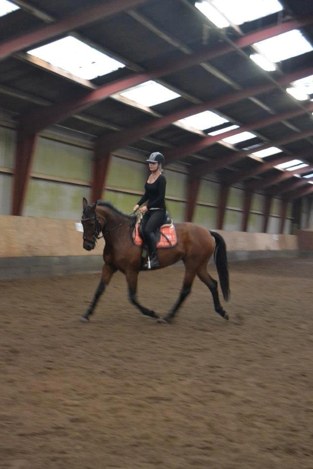 Anden særlig race L`amour (solgt )  billede 15