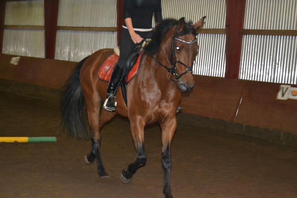 Anden særlig race L`amour (solgt )  billede 16