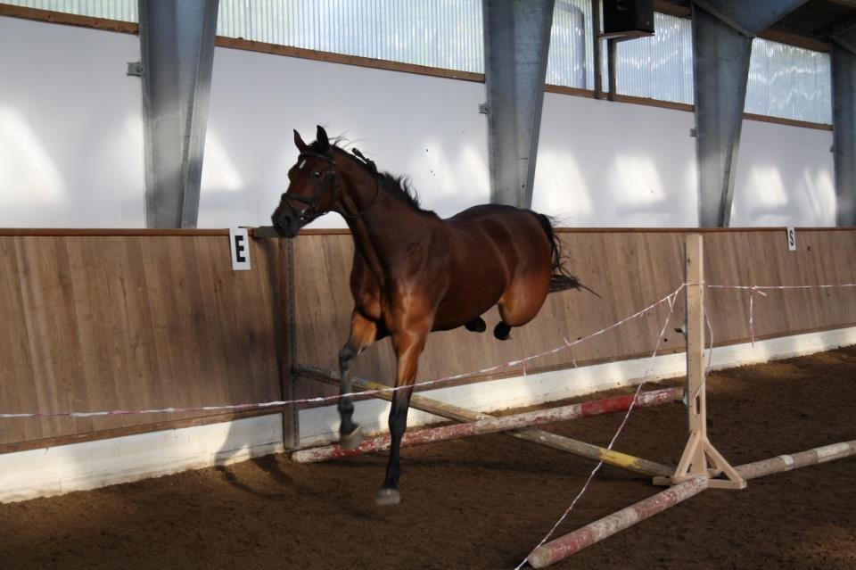 Trakehner  Klosterhedens why not (Notti) <3 billede 8