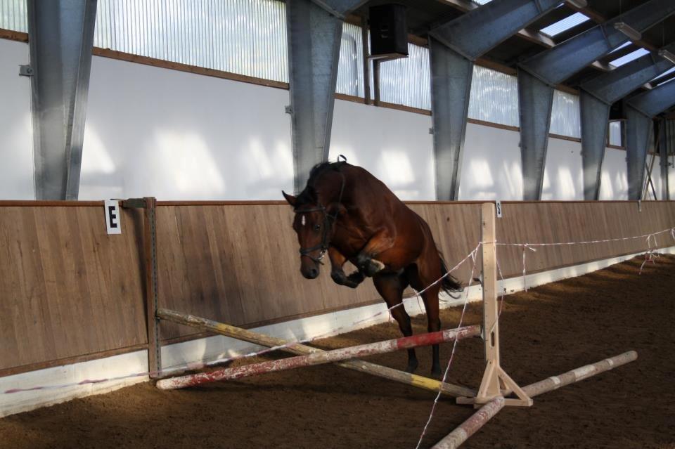 Trakehner  Klosterhedens why not (Notti) <3 - et hjerte er ikke lege tøj men nået man kan elske med <3<3<3 billede 3