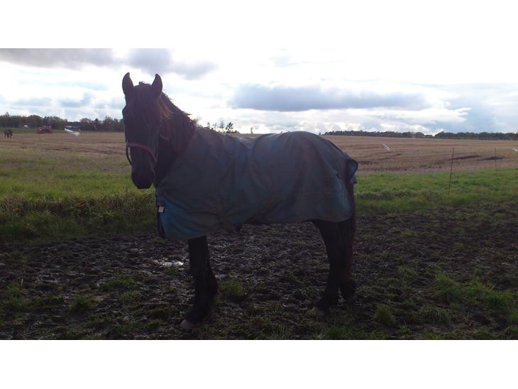 {{currentPhoto.altText}} billede {{currentPhoto.number}}