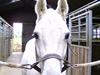 Welsh Cob (sec D) Baletten's S [Tidl. part]