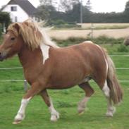 Anden særlig race Cirkeline