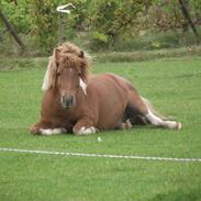 Anden særlig race Cirkeline