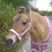 Anden særlig race toftumgårds Nulla R.I.P