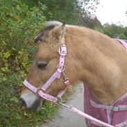 Anden særlig race toftumgårds Nulla R.I.P