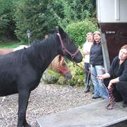 Anden særlig race Ydun