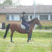 Anden særlig race Diana