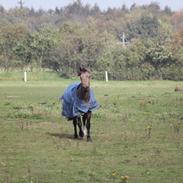 Anden særlig race Landlystes Prins Abbacus Valentino
