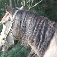 Anden særlig race Landlystes Prins Abbacus Valentino