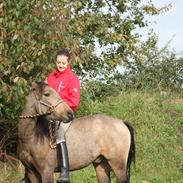 Anden særlig race Landlystes Prins Abbacus Valentino