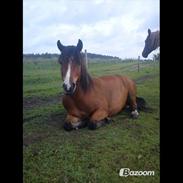 Anden særlig race Amazing