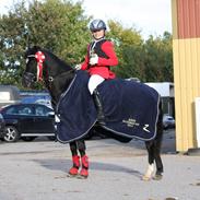 Welsh Pony (sec B) Jula Prince Louis