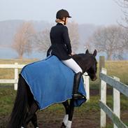 Dansk Varmblod Komet