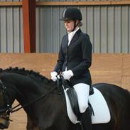 Dansk Varmblod Komet