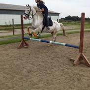 Knabstrupper Lurifax