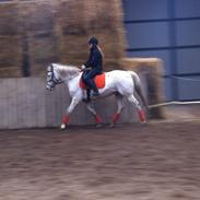 Knabstrupper Lurifax