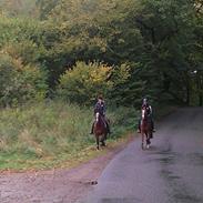 Welsh Cob (sec D) Mailunds Hadrian