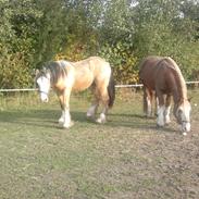 Irish Cob Pop-Eye van Erpekom