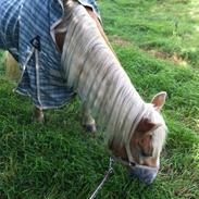 Haflinger Dominique Høgh