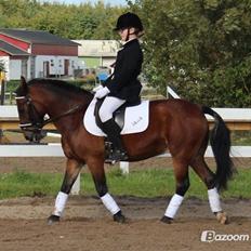 Anden særlig race Sheik<3 (solgt)