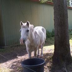 Anden særlig race Filur *passer*