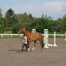 Dansk Varmblod Quarto :-D [[ R.I.P ]]<3