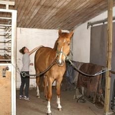 Dansk Varmblod Quarto :-D [[ R.I.P ]]<3