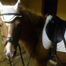 Anden særlig race Min Dreng Belci Hood:-***