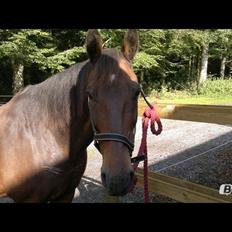 Anden særlig race Sati