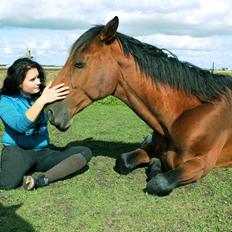 Dansk Varmblod Largo
