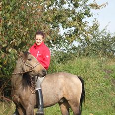Anden særlig race Landlystes Prins Abbacus Valentino