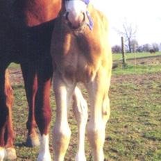 Anden særlig race Tiarco Brentedal