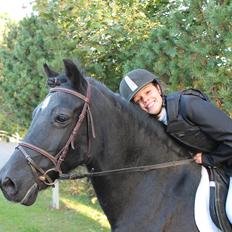 Welsh Cob (sec D) Black Magic (rideskole pony)