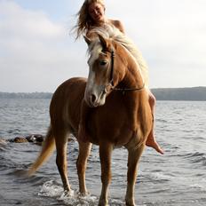 Haflinger Freja