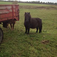 Shetlænder Werner Fristed