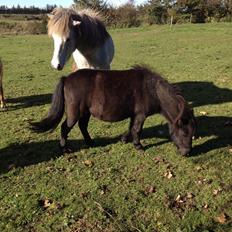 Shetlænder Werner Fristed