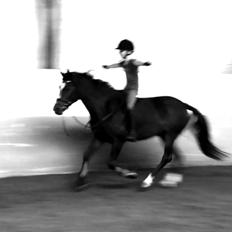 Hollandsk Sportspony Arianne