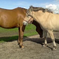 Fjordhest Stutteri Golden Horse Konstantin