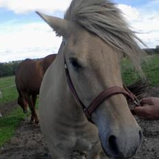 Fjordhest Stutteri Golden Horse Konstantin