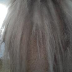 Fjordhest Stutteri Golden Horse Konstantin