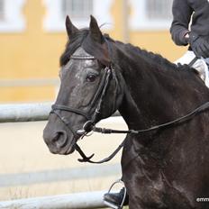 Welsh Cob (sec D) Silva