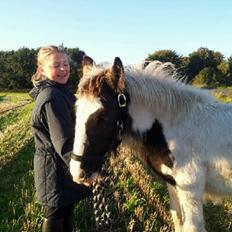 Irish Cob Toby