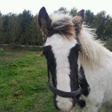 Irish Cob Toby