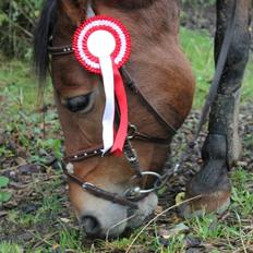 Anden særlig race Misse (Møge)