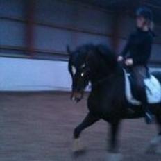 Dansk Varmblod elonias amazing donna.