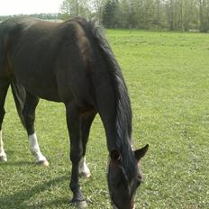 Dansk Varmblod elonias amazing donna.