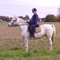 Welsh Cob (sec D) Baletten's S