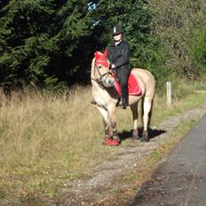 Fjordhest Laika [Birthe] <3 (I Will Always Love You)