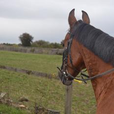 DSP Passion *palle* (skadet)